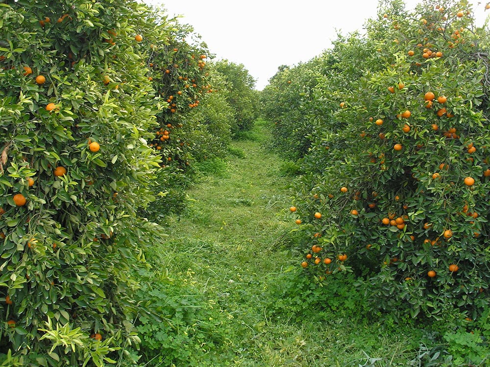 certificación caecv