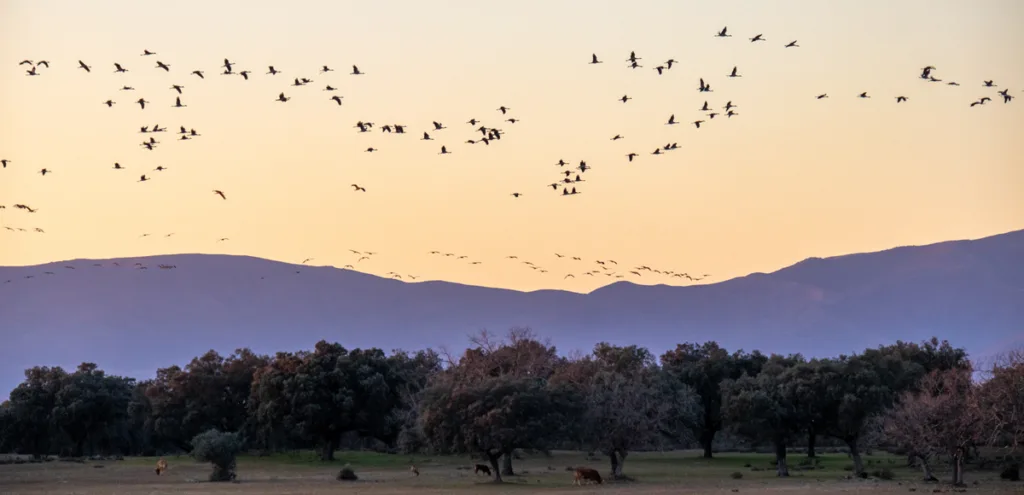 Grullas en Extremadura.