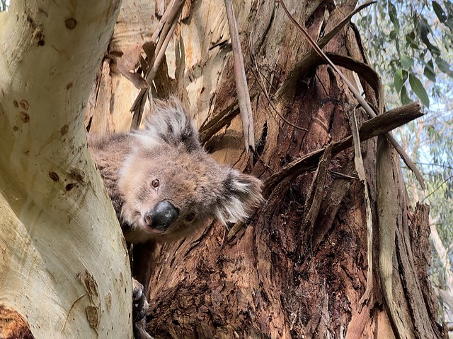 Koala en Australia