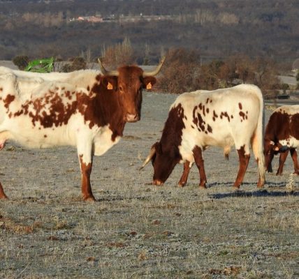 Luis Alejandro Sampayo Cabada | La Paradoja del Ganado "Natural": Por Qué las Vacas de Pastoreo Necesitan un Blindaje Inmunológico