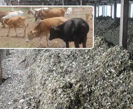 Luis Alejandro Sampayo Cabada | ¿Le Da Gallinaza a sus Bovinos? Aténgase a Estas Trágicas Consecuencias