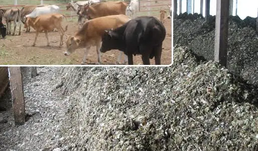 Luis Alejandro Sampayo Cabada | ¿Le Da Gallinaza a sus Bovinos? Aténgase a Estas Trágicas Consecuencias