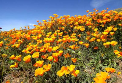 Amapola de California, una planta relajante 2 amapola de California efectos secundarios