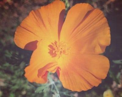 Amapola de California, una planta relajante 3 amapola de California propiedades