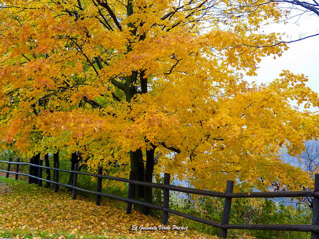 Niagara-on-the-lake, bosques, por El Guisante Verde Project
