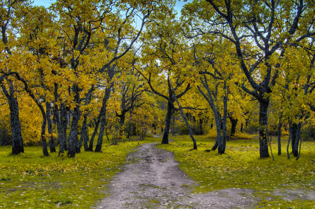 Bosque de La Herrería, en El Escorial (Madrid)