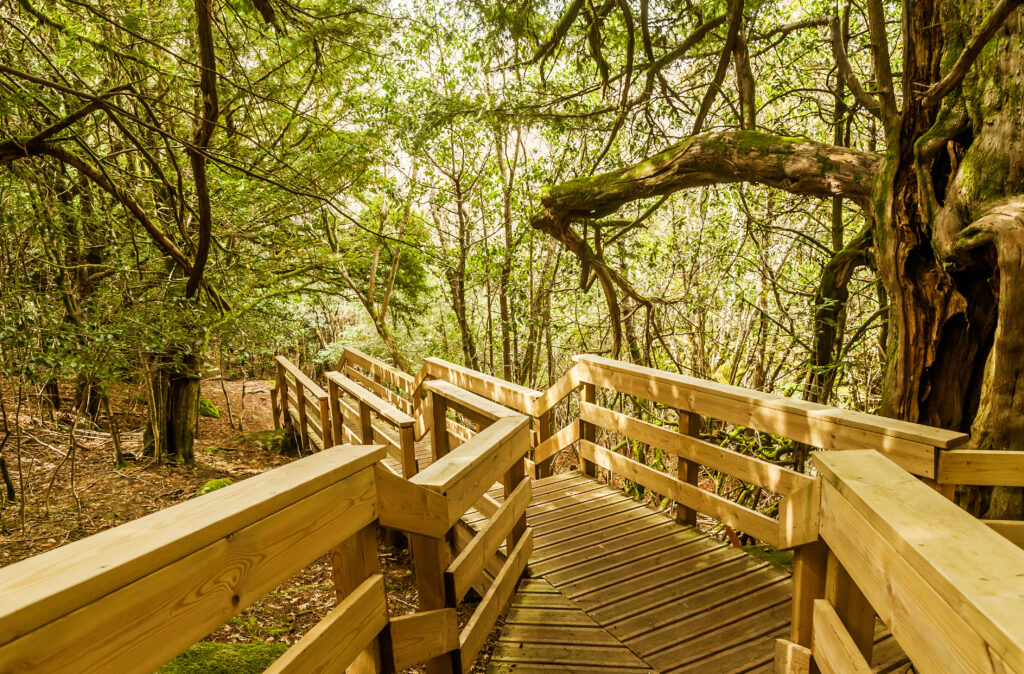 Bosque de Tejedelo (Zamora)