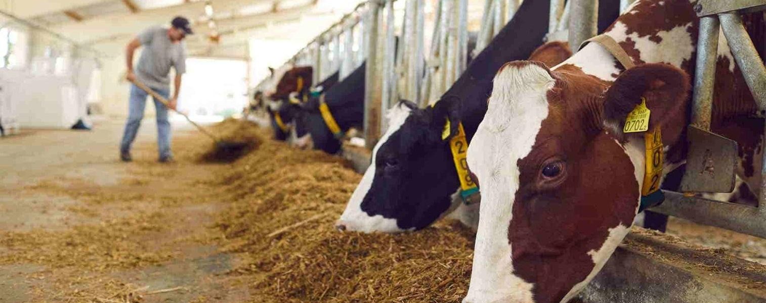 Luis Alejandro Sampayo Cabada | Más allá de tener vacas