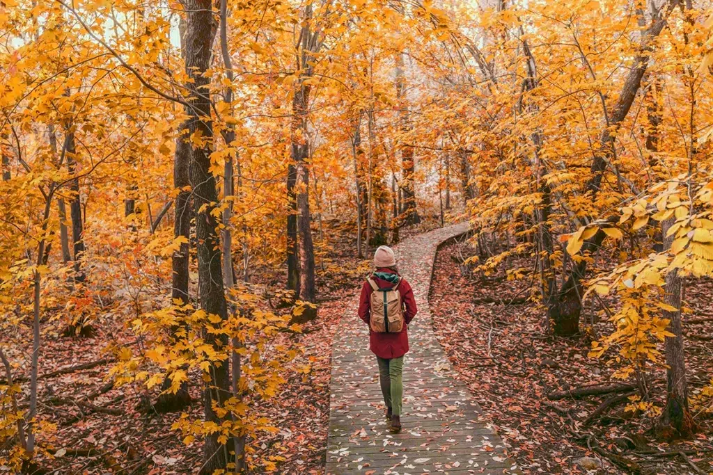 Senderismo por el bosque en otoño.