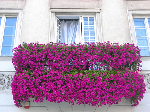 como-cultivar-la-bugambilia-en-nuestro-jardin-balcon