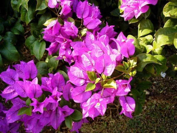como-cultivar-la-bugambilia-en-nuestro-jardin-cuidados