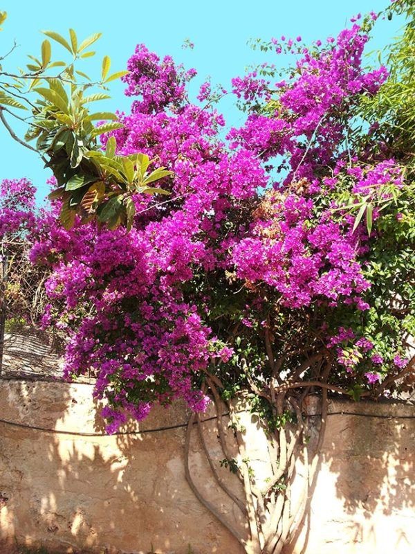 como-cultivar-la-bugambilia-en-nuestro-jardin-luz