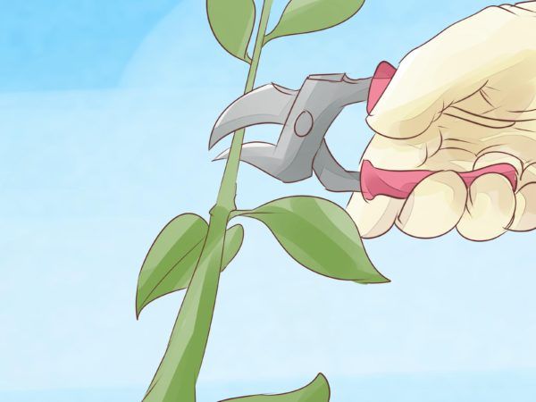 como-cultivar-la-bugambilia-en-nuestro-jardin-poda