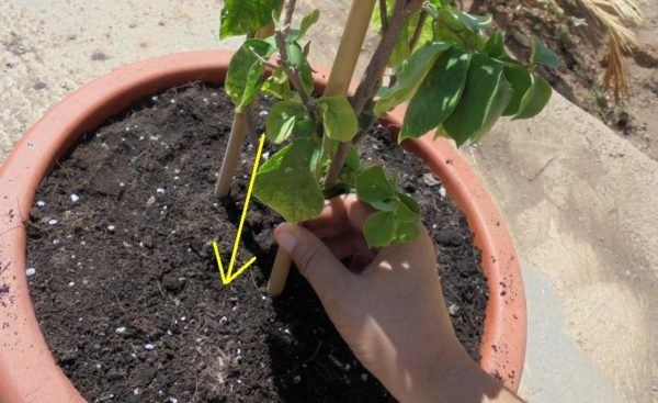 como-cultivar-la-bugambilia-en-nuestro-jardin-alambrado