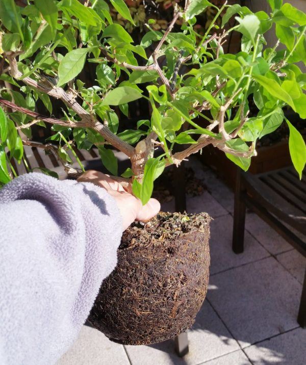 como-cultivar-la-bugambilia-en-nuestro-jardin-trasplante