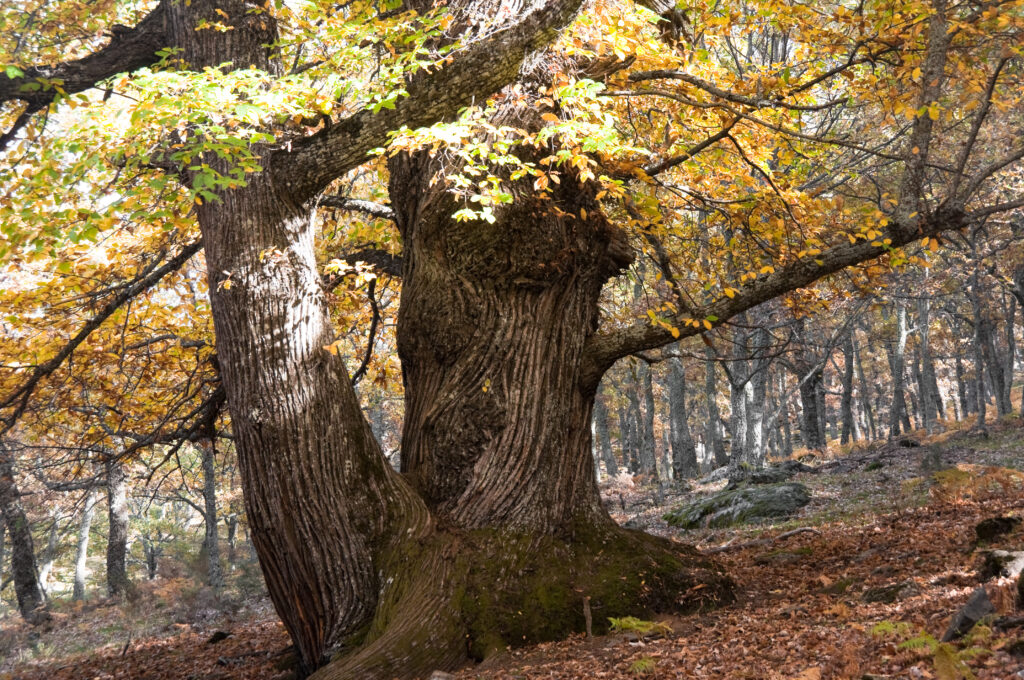 Interior del castañar de El Tiemblo. Por Noradoa.