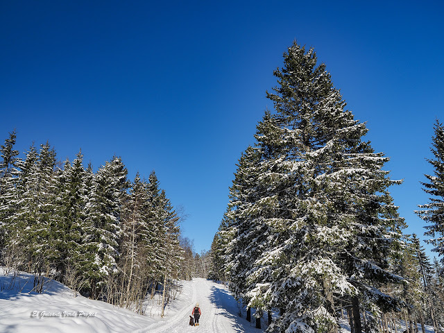 Sendero nevado hacia Tryvannstua, Oslo - Noruega, por El Guisante Verde Project