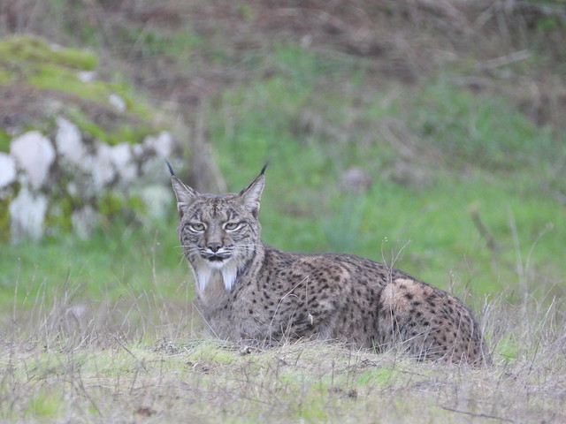 Hembra de lince ibérico en Sierra de Andújar (Jaén)