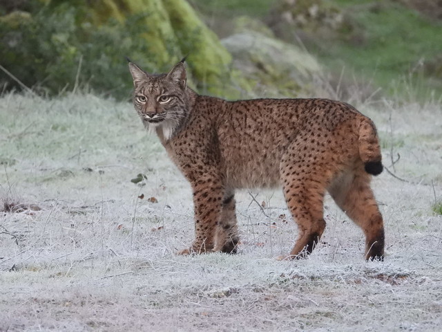 Hembra de lince ibérico en Sierra de Andújar (Jaén)