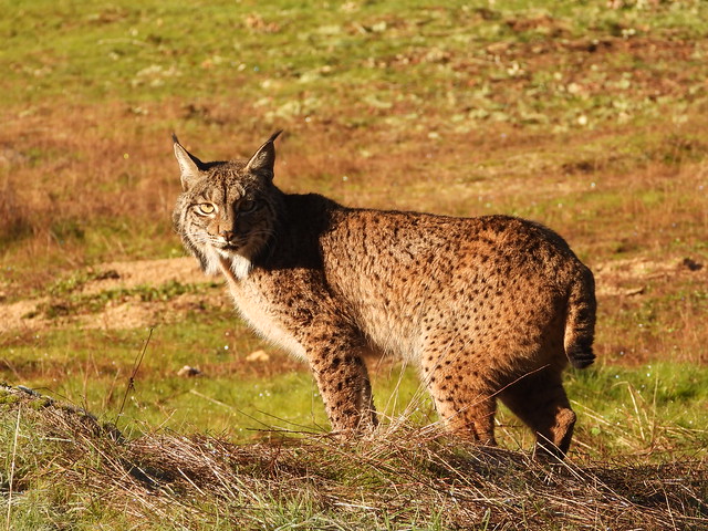 Hembra de lince ibérico en Sierra de Andújar (Jaén)