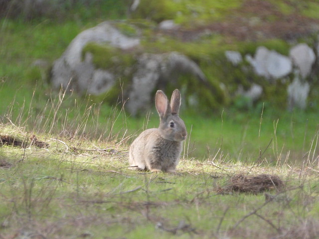 Conejo en Sierra de Andújar (Jaén)