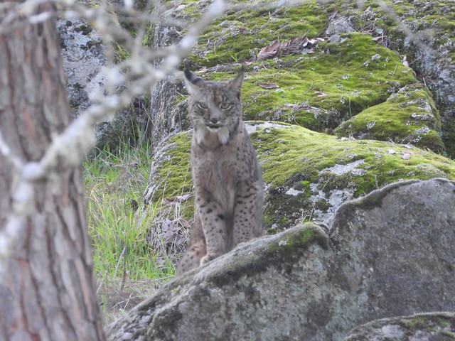 Hembra de lince ibérico subida a una roca (Hide en Sierra de Andújar, Jaén)