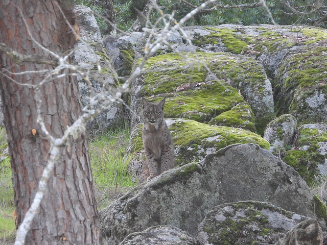 Lince subido a una roca en Sierra de Andújar (Jaén)