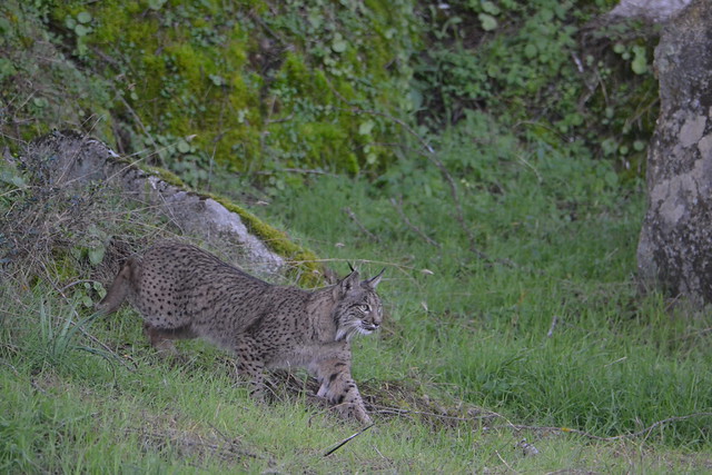 Lince ibérico cazando en la Sierra de Andújar (Jaén)
