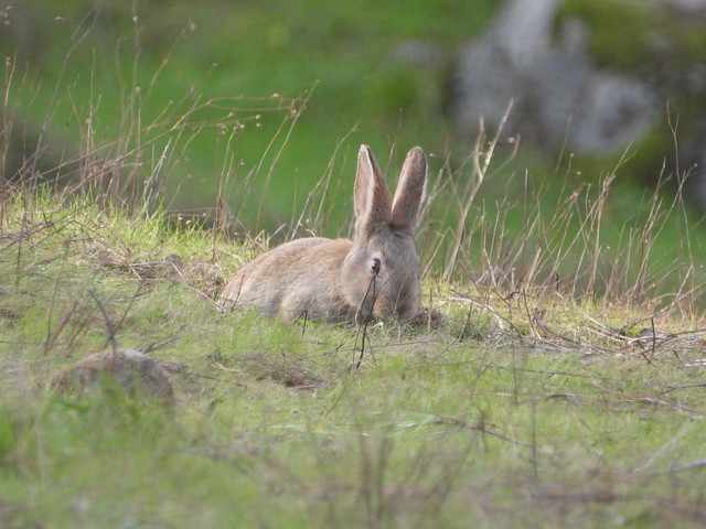 Conejo en la Sierra de Andújar (Jaén)