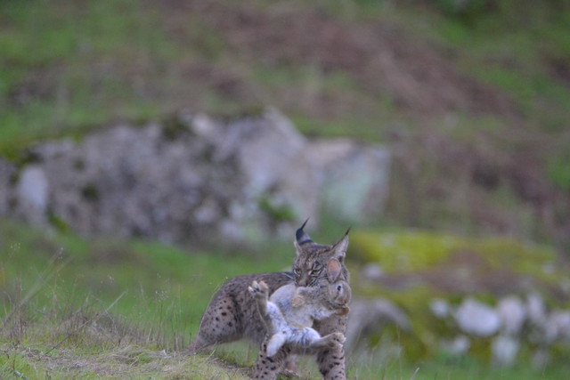 Ejemplar de lince ibérico con un conejo que acaba de cazar (Sierra de Andújar, Jaén)