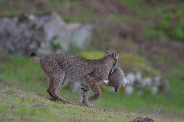 Hembra de lince acabando de atrapar un conejo