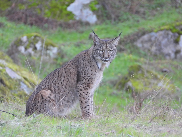 Hembra de lince ibérico en Sierra de Andújar (Jaén)