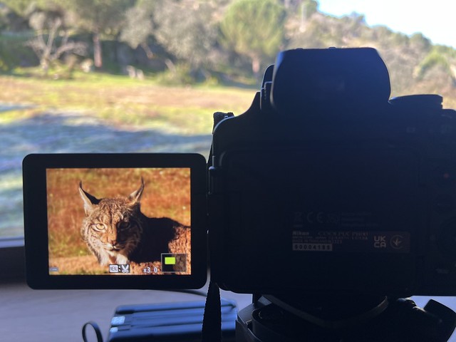 Hide para ver lince ibérico en libertad
