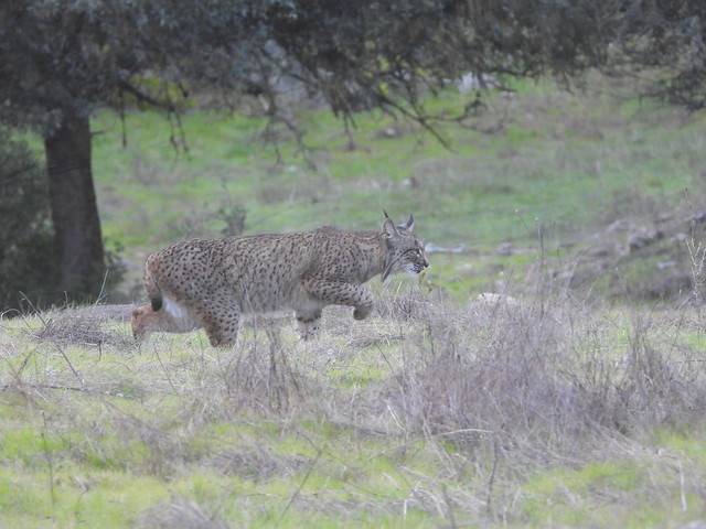 Lince saliendo a cazar en la Sierra de Andújar (Jaén)