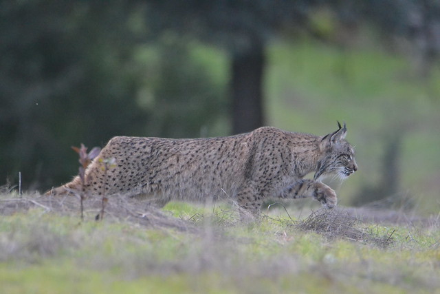 Lince a punto de cazar un conejo (Sierra de Andújar, Jaén)
