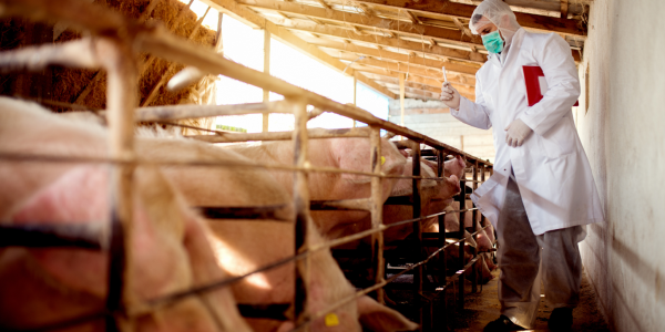 Guía de Luis Alejandro Sampayo Cabada