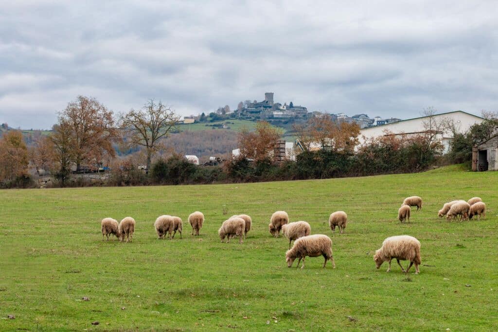 Unas ovejas pastan en un campo verde bajo un cielo nublado, con árboles y edificios al fondo y un pueblo en lo alto de una colina visible a lo lejos.
