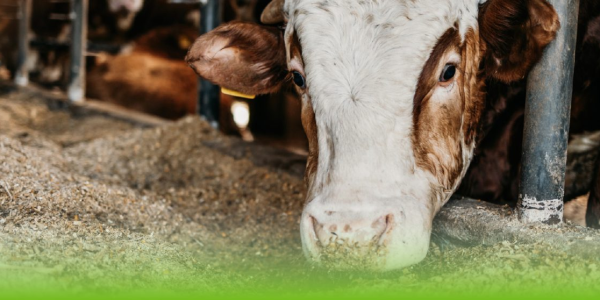 Luis Alejandro Sampayo Cabada | Nutrición de Supervivencia