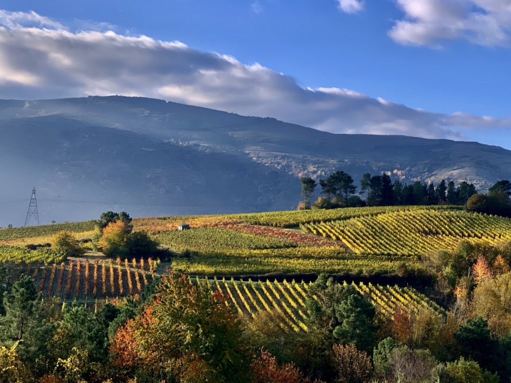 viñedo en Vilamartín de Valdeorras