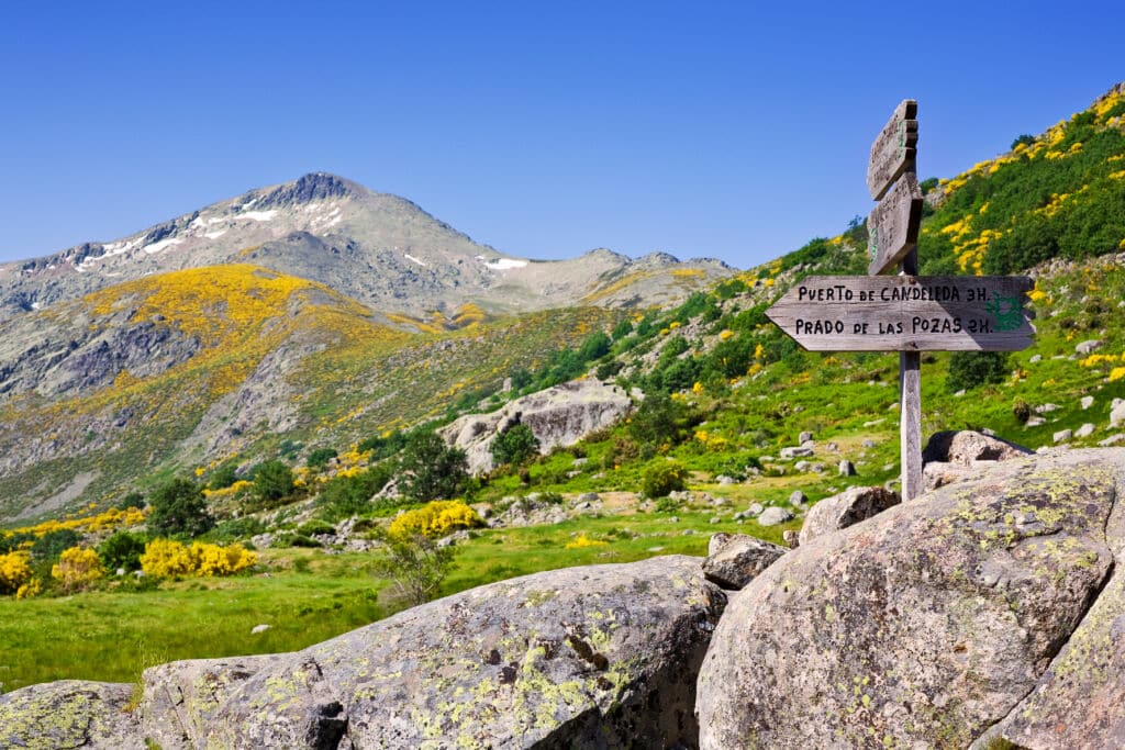 Floración del piorno en la sierra de Gredos (Ávila).