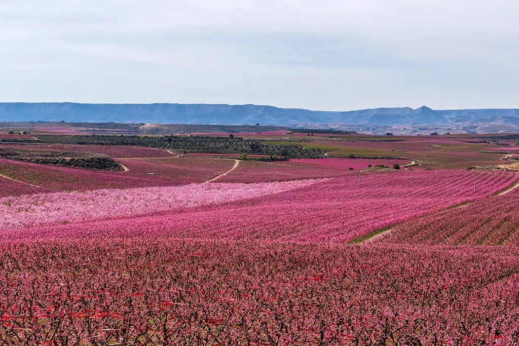Floración de los melocotoneros de Aitona.