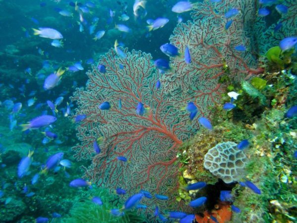 clasificacion-de-biodiversidad