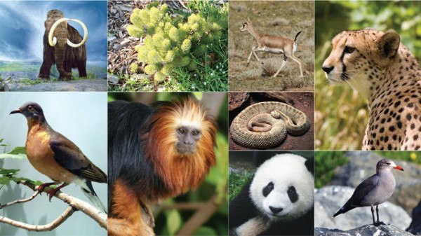clasificacion-de-la-biodiversidad-en-el-mundo
