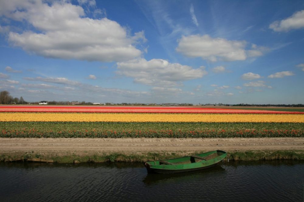 Keukenhof TULIPANES colorido