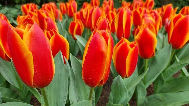 tulipanes holanda paises bajos