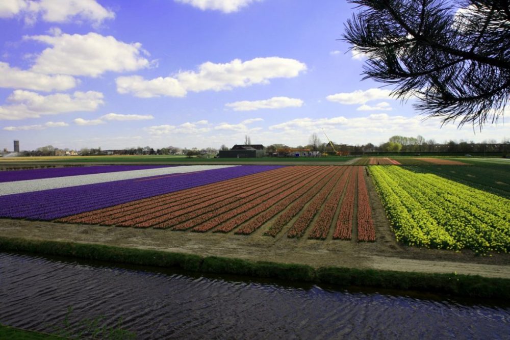 Los alrededores de Keukenhof están llenos de plantaciones de flores