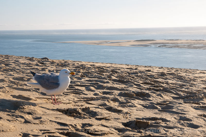 Visitar la Duna de Pilat Gaviota