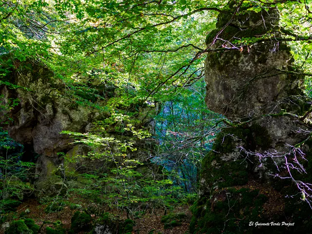 Alava, Laberinto del Arno, bosque, por El Guisante Verde Project