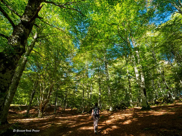 Alava, Laberinto del Arno, sendero del hayedo, por El Guisante Verde Project