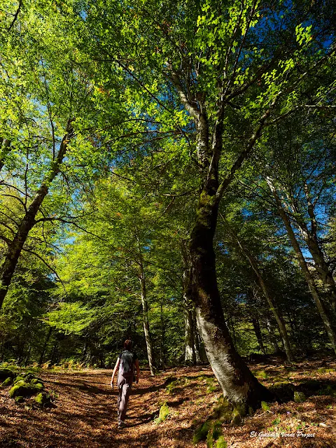 Alava, Laberinto del Arno, sendero del bosque, por El Guisante Verde Project